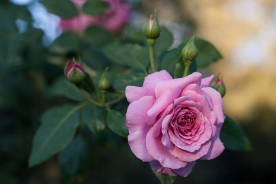 Close-up of pink rose blooming outdoors