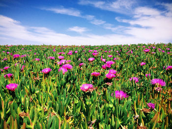 Pink flowers growing in field