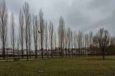 Panoramic shot of bare trees against sky