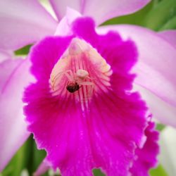 Close-up of pink flower