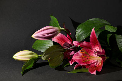 Close-up of pink lily blooming against black background