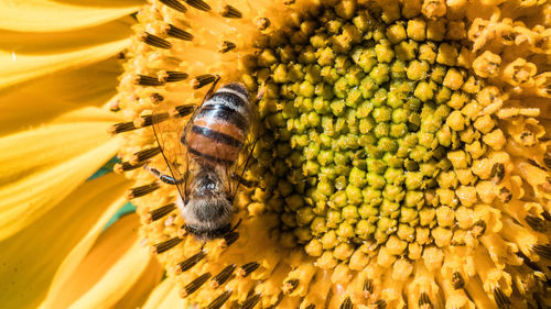 Close-up of bee pollinating on flower