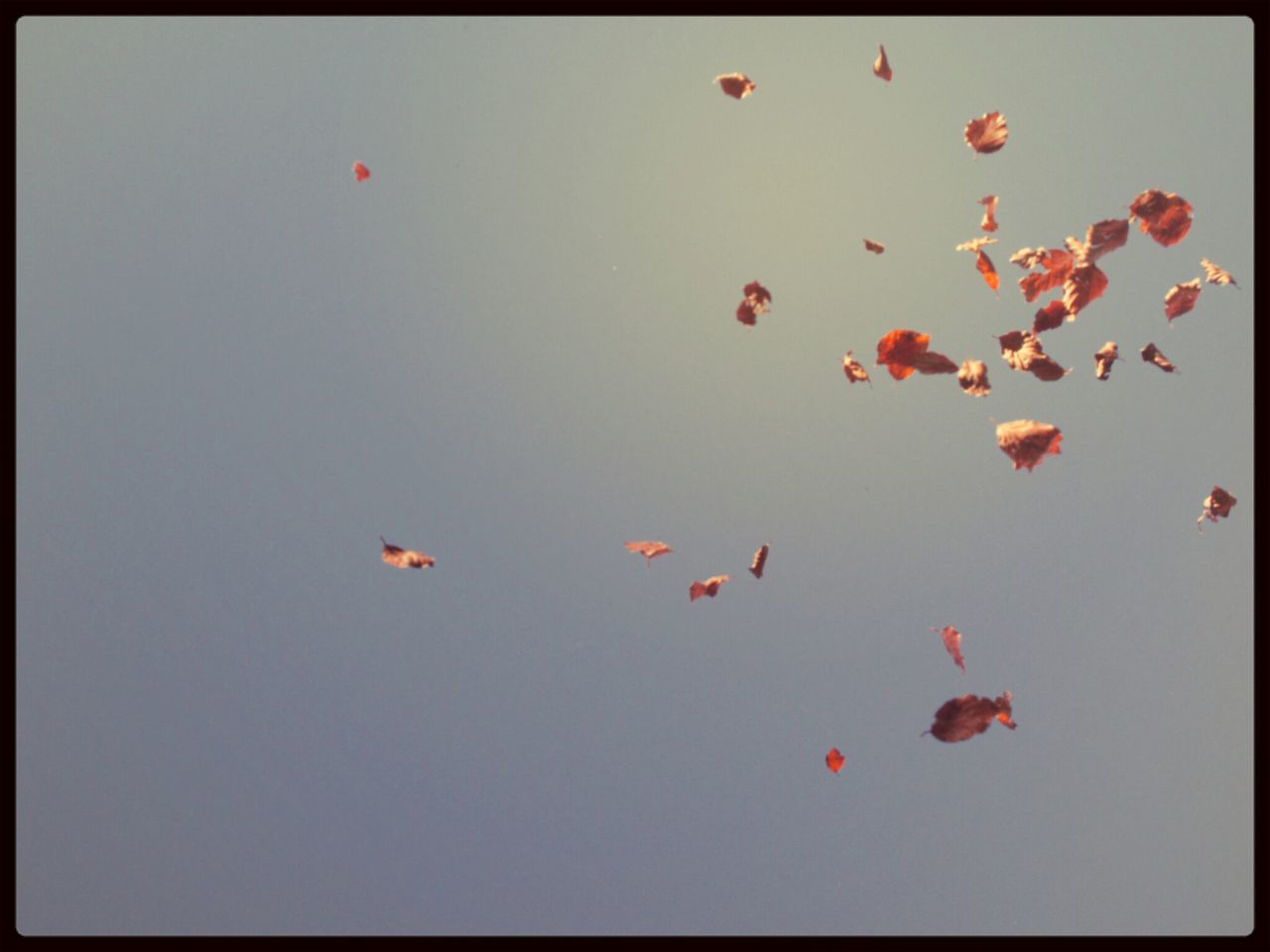 red, transfer print, auto post production filter, clear sky, low angle view, flying, mid-air, copy space, nature, multi colored, beauty in nature, no people, sky, outdoors, day, tranquility, growth, blue, high angle view, vignette