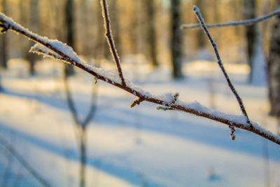 Close-up of frozen plant