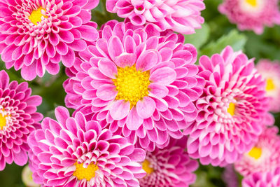 Close-up of pink flowering plants in park