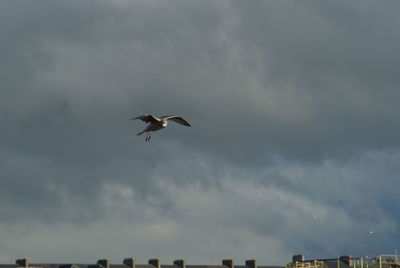 Low angle view of seagull flying in sky