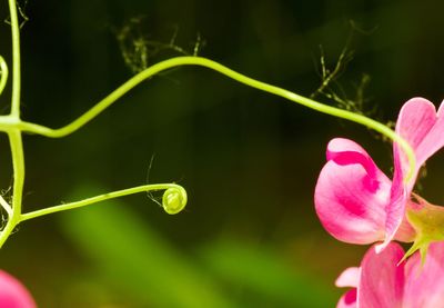 Close-up of pink flowering plant