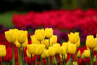 Close-up of yellow tulips in field