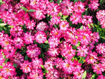 High angle view of pink flowers blooming outdoors