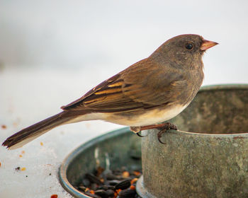 Close-up of bird perching on wood