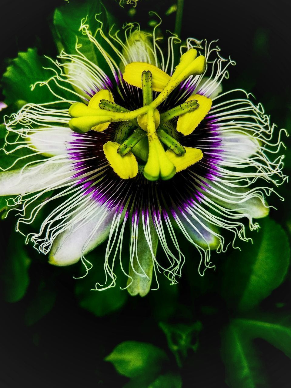 CLOSE-UP OF PURPLE FLOWER IN BLOOM