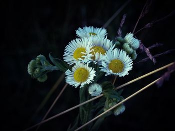 Close-up of yellow flowers blooming outdoors