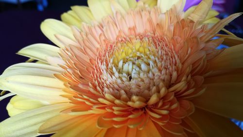 Close-up of dahlia blooming outdoors