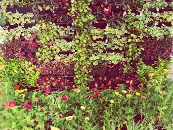 Flowers growing on plant