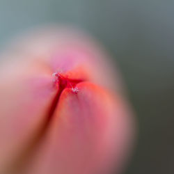 Close-up of pink flower