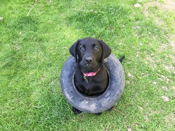 Portrait of dog sitting on field