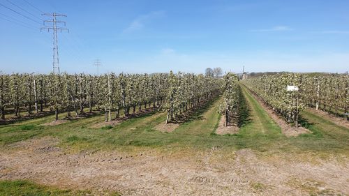 Panoramic view of agricultural field against sky