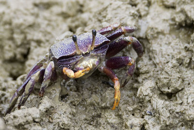 Close-up of crab on sand