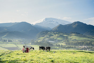 Horses in a field