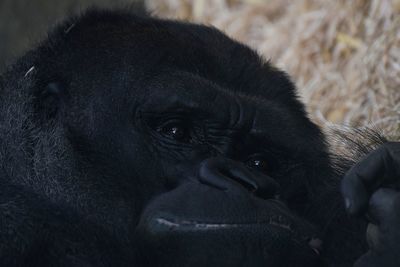 Close-up of black monkey