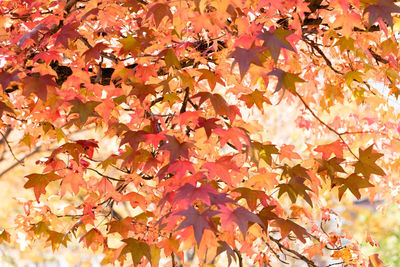 Close-up of cherry blossoms on tree during autumn