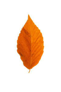 Directly above shot of orange leaf on white background