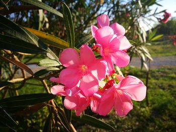 Close-up of pink frangipani blooming on tree