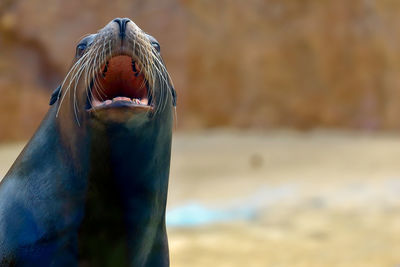 Close-up of seal on beach