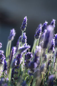 Close-up of purple flowering plants on field