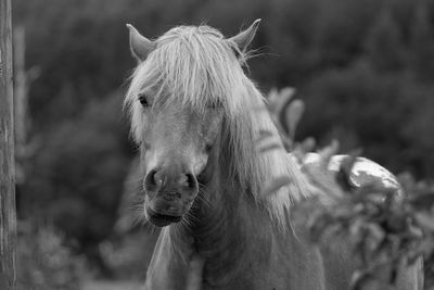 Close-up of horse