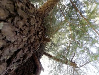 Low angle view of tree against sky