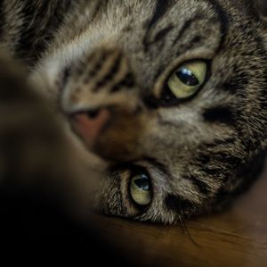 Close-up portrait of a dog