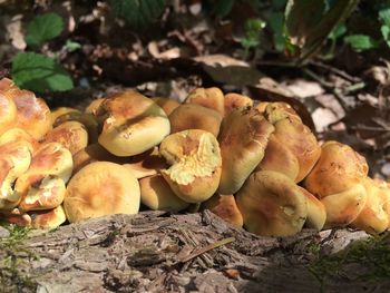 Close-up of fruits on tree