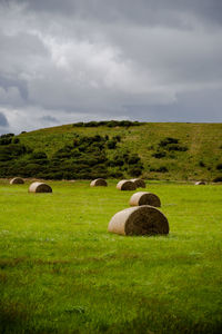 Sheep in a field