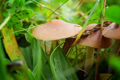 Close-up of fresh green plant