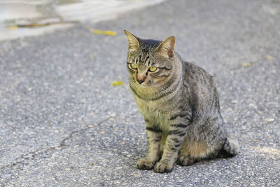 Portrait of a cat sitting on road