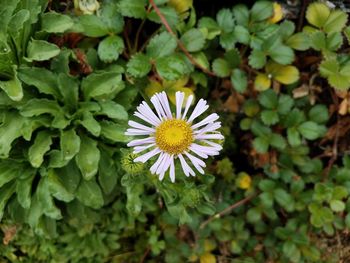 Close-up of white flowering plants