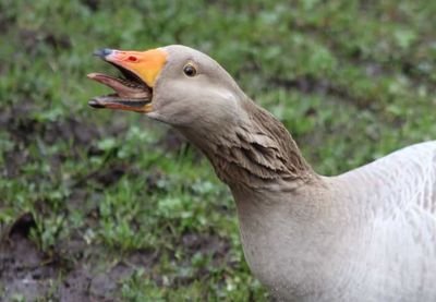 Close-up of a bird on grass