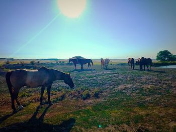 Horses grazing on field against clear sky