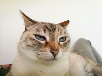 Close-up portrait of a cat