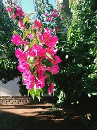 Low angle view of pink flowers blooming on tree