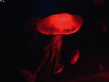 jellyfish