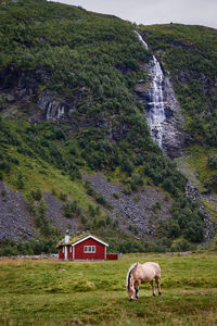 Sheep grazing on field