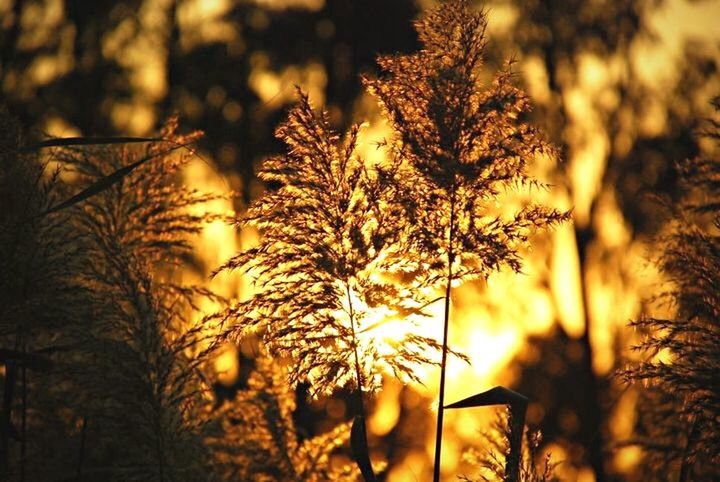 sunset, growth, nature, focus on foreground, beauty in nature, tree, tranquility, silhouette, branch, plant, close-up, outdoors, sunlight, selective focus, stem, sun, no people, back lit, orange color, yellow