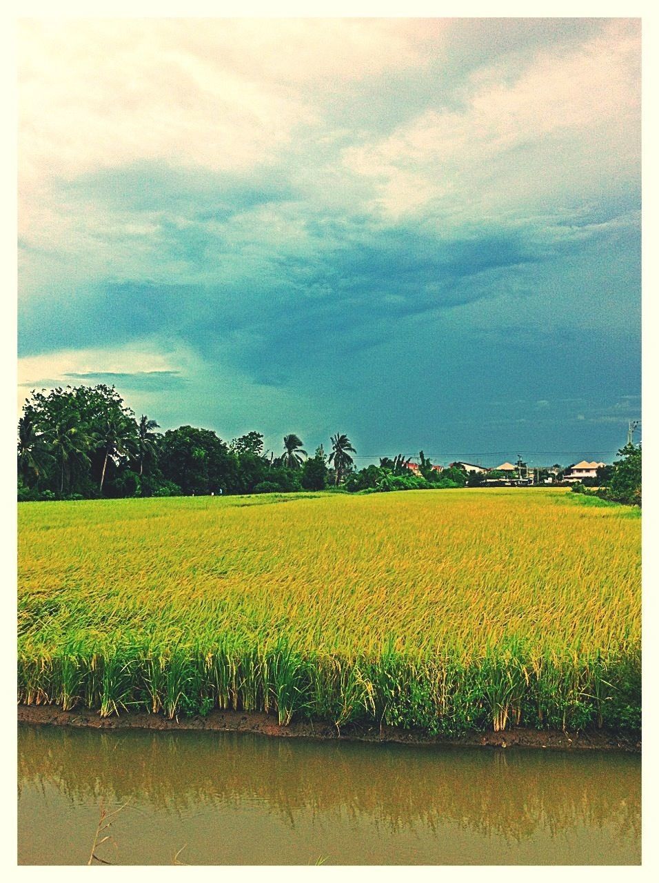 field, yellow, agriculture, rural scene, flower, growth, sky, beauty in nature, landscape, farm, tranquil scene, nature, tranquility, crop, scenics, transfer print, freshness, plant, cultivated land, cloud - sky