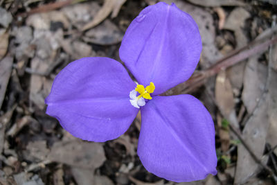 High angle view of purple crocus flower