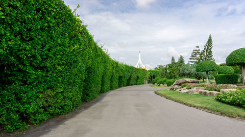 Topiary garden, asphalt road in gardens, hedge round shape of bush and shrub, greenery wall plant