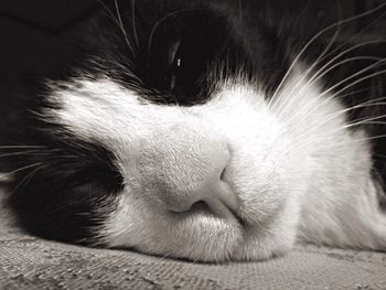 Close-up of cat sleeping