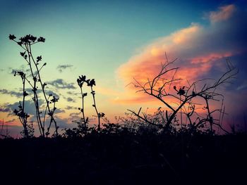 Silhouette plants against sky during sunset