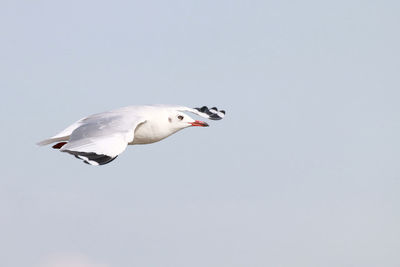 Seagull flying in the sky